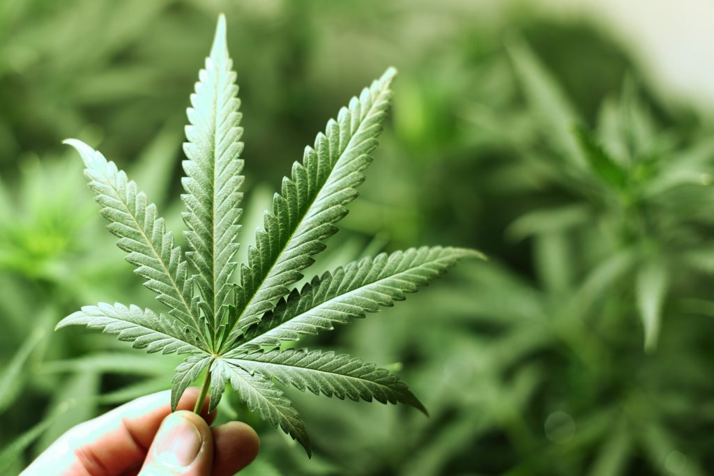 Medical Marijuana Clinic